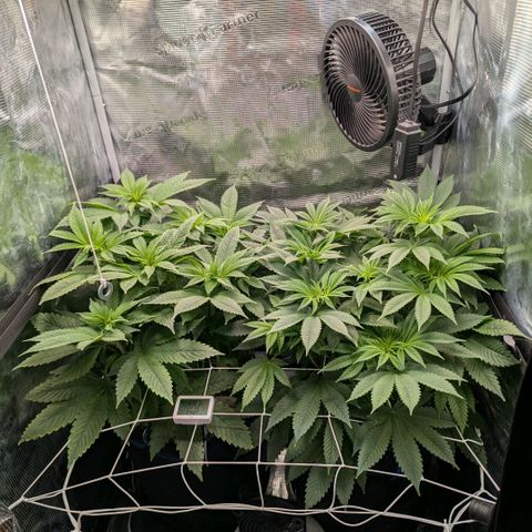 cookie casket growlog timeline photo