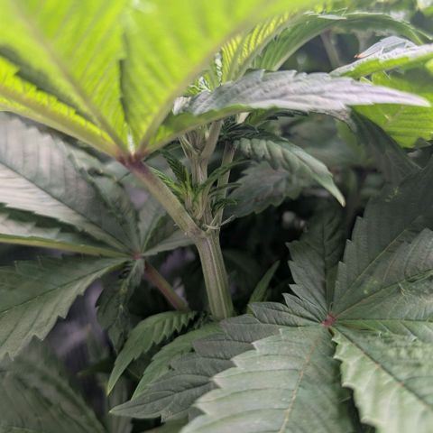 cookie casket growlog timeline photo