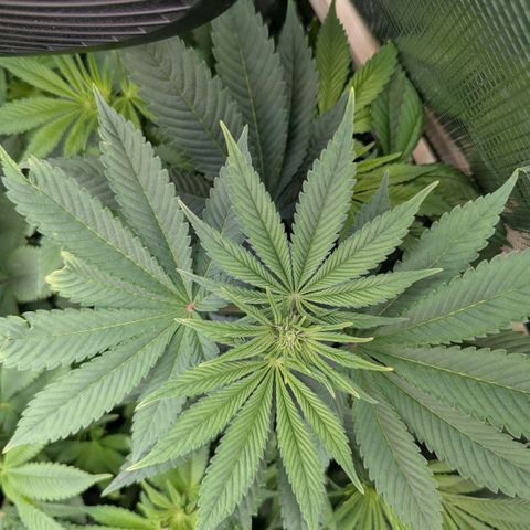 cookie casket growlog timeline photo