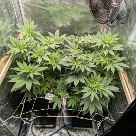 cookie casket growlog timeline photo