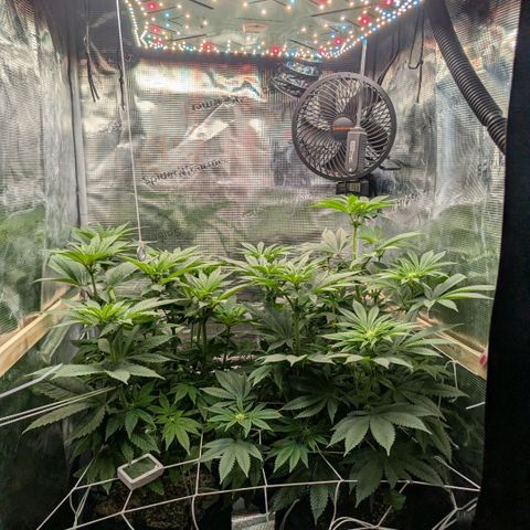 cookie casket growlog timeline photo
