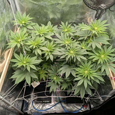 cookie casket growlog timeline photo