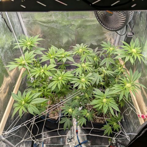 cookie casket growlog timeline photo