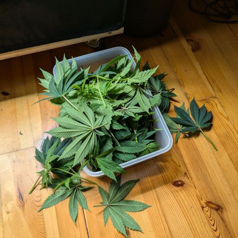 cookie casket growlog timeline photo