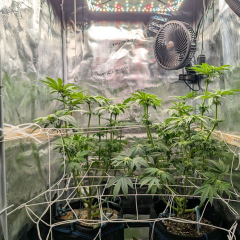 cookie casket growlog timeline photo