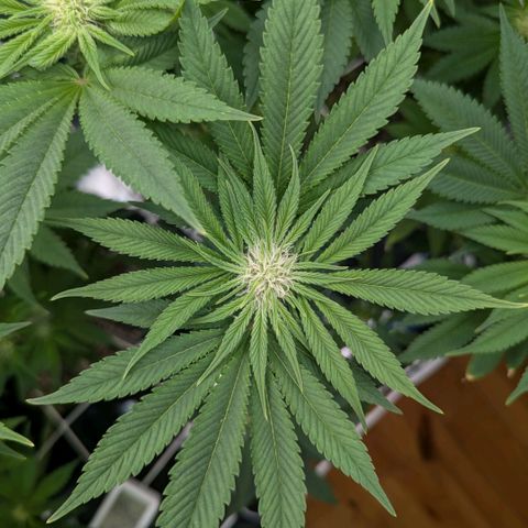 cookie casket growlog timeline photo