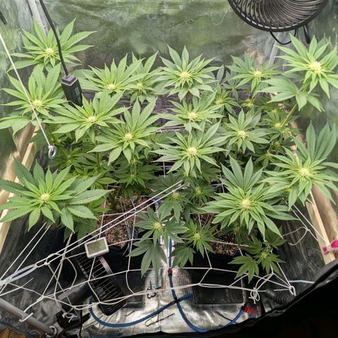 cookie casket growlog timeline photo
