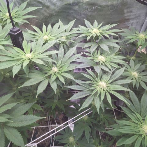 cookie casket growlog timeline photo