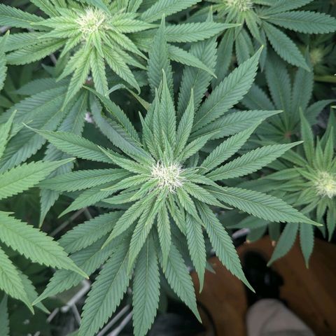 cookie casket growlog timeline photo