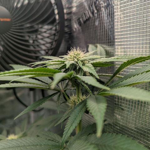 cookie casket growlog timeline photo