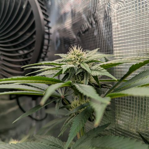 cookie casket growlog timeline photo