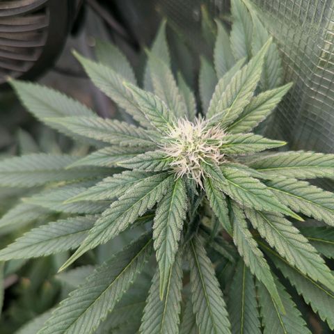 cookie casket growlog timeline photo