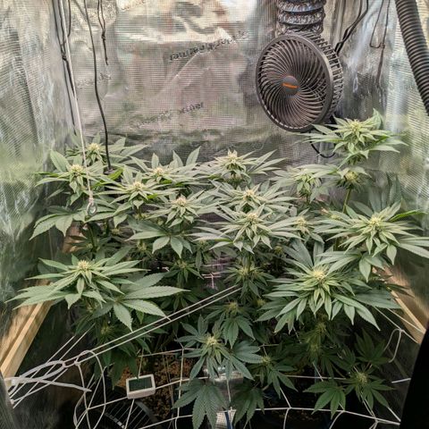 cookie casket growlog timeline photo