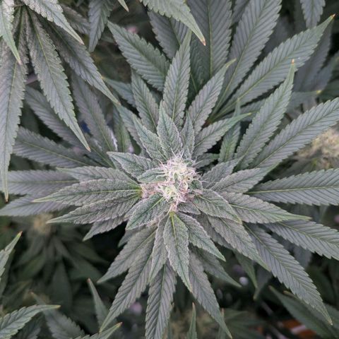 cookie casket growlog timeline photo