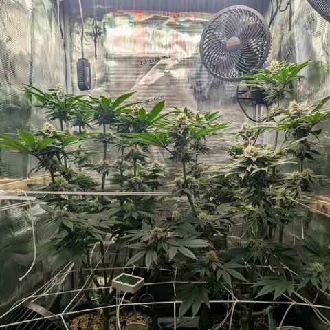 cookie casket growlog timeline photo