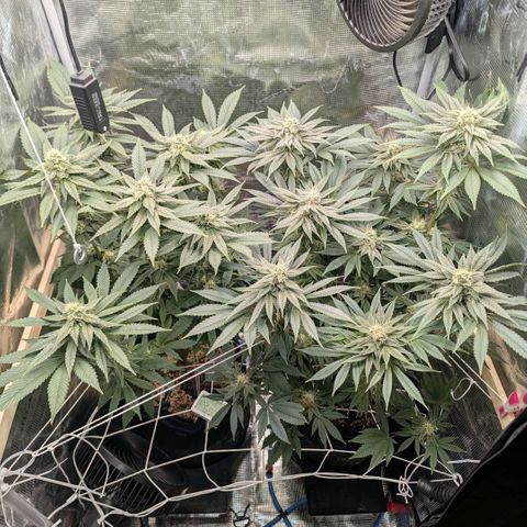 cookie casket growlog timeline photo