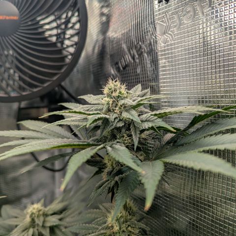 cookie casket growlog timeline photo