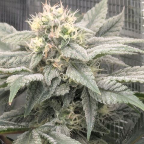 cookie casket growlog timeline photo