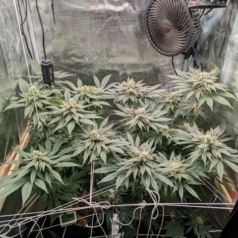 cookie casket growlog timeline photo