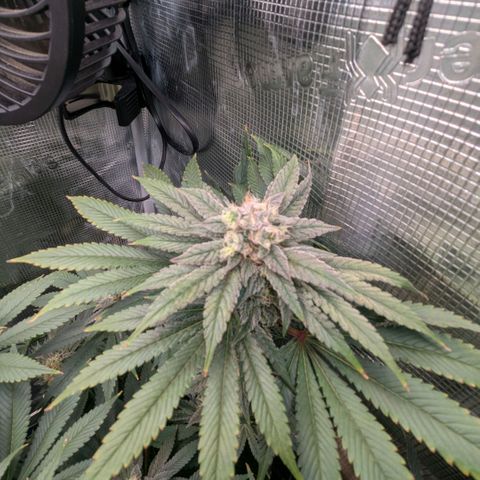cookie casket growlog timeline photo