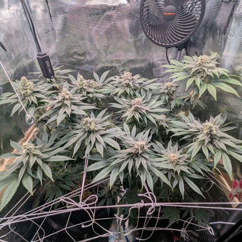 cookie casket growlog timeline photo