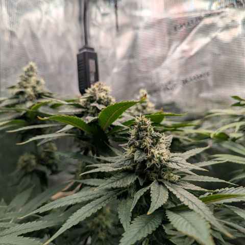 cookie casket growlog timeline photo