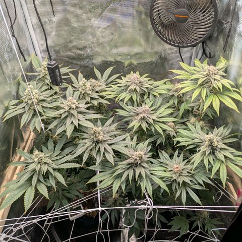 cookie casket growlog timeline photo