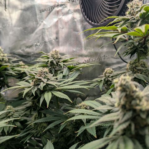 cookie casket growlog timeline photo
