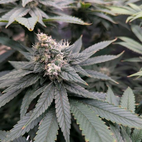 cookie casket growlog timeline photo