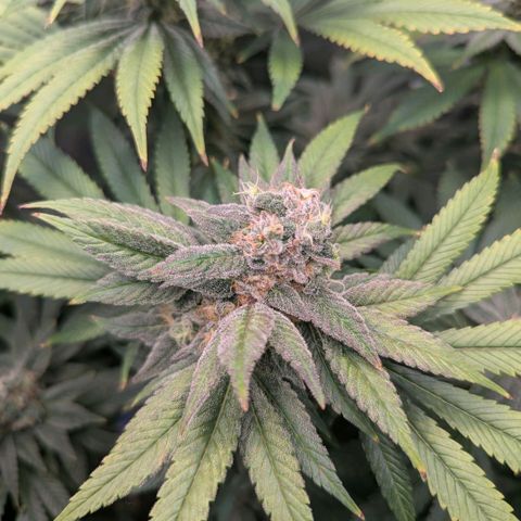 cookie casket growlog photo: Die rechte Scheint mir eher fertig zu werden. 
Wenn ich da Netz gut entfernen kann werde ich die zwei getrennt Ernten 