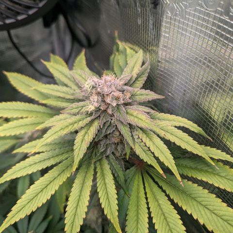 cookie casket growlog photo: Die rechte Scheint mir eher fertig zu werden. 
Wenn ich da Netz gut entfernen kann werde ich die zwei getrennt Ernten 