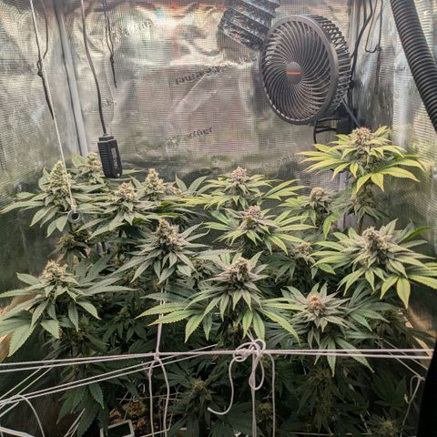 cookie casket growlog photo: Die rechte Scheint mir eher fertig zu werden. 
Wenn ich da Netz gut entfernen kann werde ich die zwei getrennt Ernten 