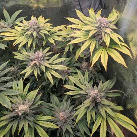 cookie casket growlog timeline photo