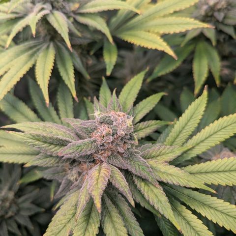 cookie casket growlog timeline photo