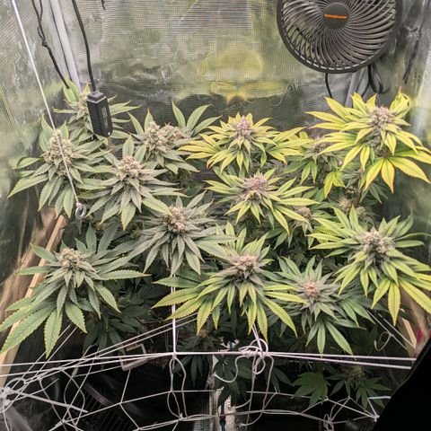 cookie casket growlog timeline photo