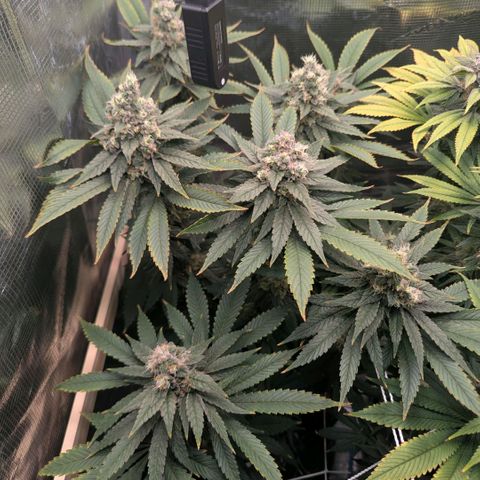 cookie casket growlog timeline photo
