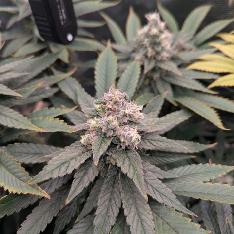 cookie casket growlog timeline photo