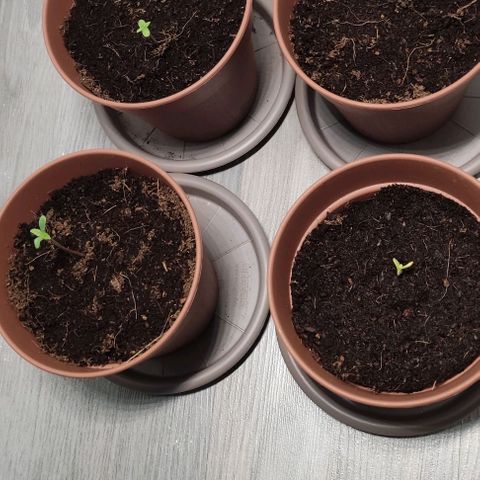 Purple Bud Auto growlog photo: Las cuatro plantas en interior, bajo la lámpara Led de mesilla desde las 22 :30 hanta las 00:00