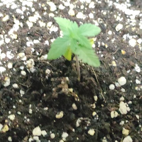 Purple Bud Auto growlog timeline photo