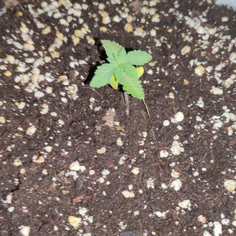 Purple Bud Auto growlog timeline photo