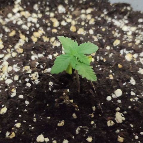 Purple Bud Auto growlog timeline photo