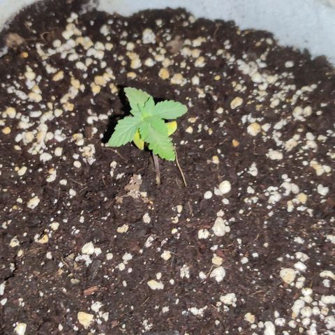 Purple Bud Auto growlog timeline photo