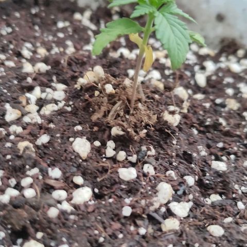 Purple Bud Auto growlog timeline photo