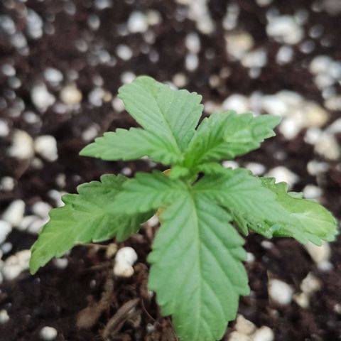Purple Bud Auto growlog timeline photo