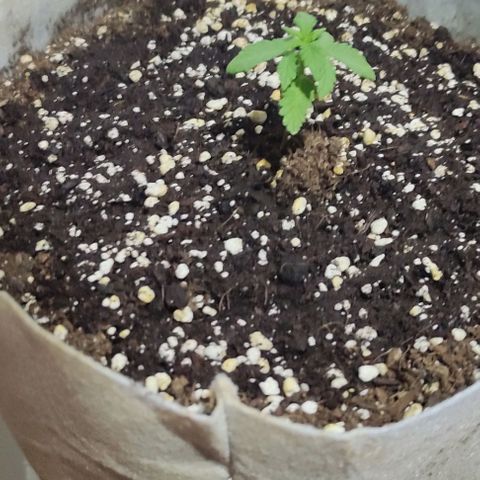 Purple Bud Auto growlog timeline photo