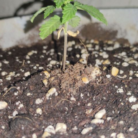 Purple Bud Auto growlog timeline photo