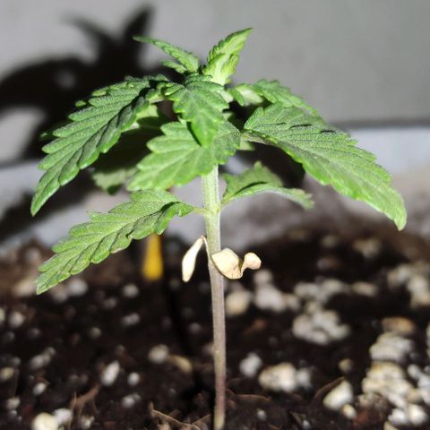 Purple Bud Auto growlog timeline photo