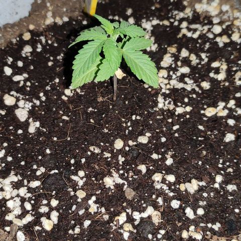 Purple Bud Auto growlog timeline photo
