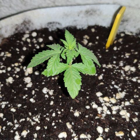 Purple Bud Auto growlog timeline photo