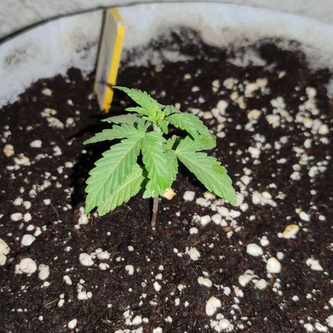 Purple Bud Auto growlog timeline photo